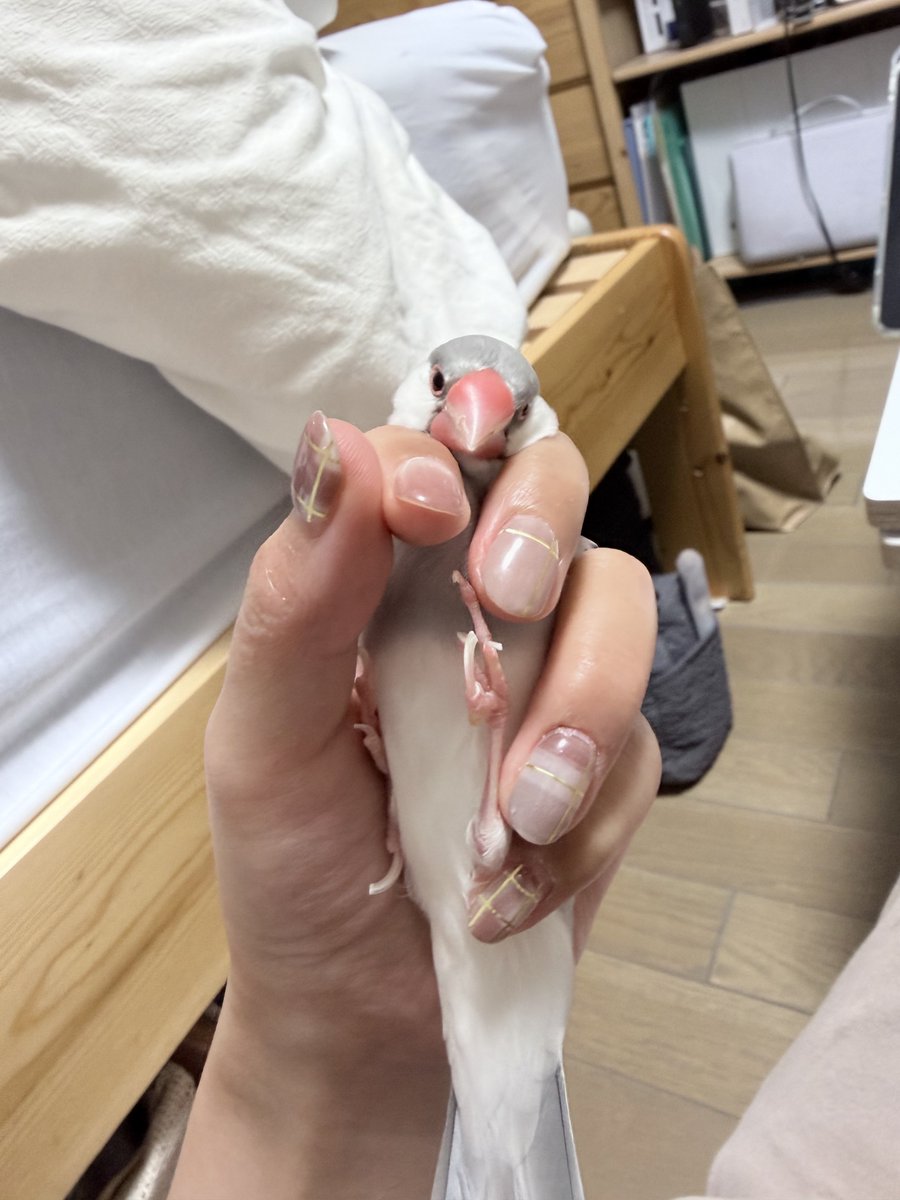 0_ppp000's tweet photo. 寝る前23.6g、爪を切られて不服そうなムク。なんだぁ…その顔……😠可愛い顔で睨みやがってよ。ほっぺたなんなんだよ。可愛すぎんだろ⁉️😠♡
こんなんだけど終わった後はご機嫌ににぎにぎさせてくれました！アリガト❕ https://t.co/PCIag4ZC41
