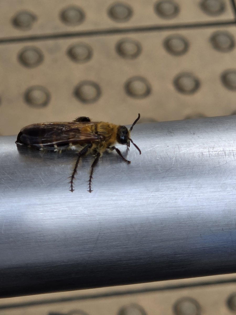 putan__03's tweet photo. デカすぎる🐝を見た。 https://t.co/cOfJEVITEG