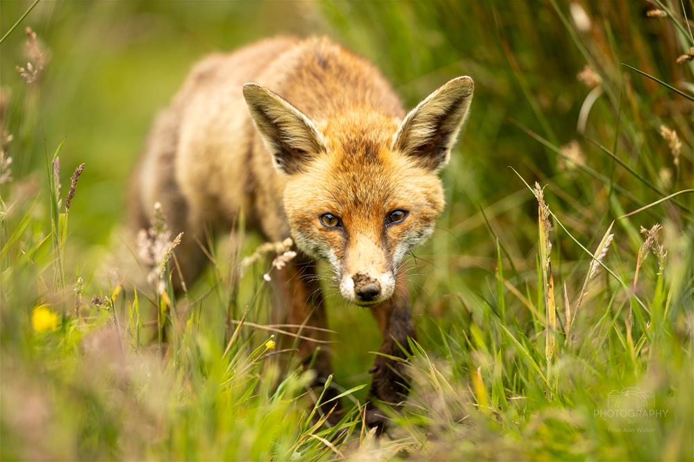 jessops's tweet photo. There's still time to join us tomorrow for an exclusive Wildlife Experience with OM Systems! 🦊🦡🐭

Walk on the wild side &amp; enter the animal enclosures on this up-close and personal event using the latest OM kit! Find out more: https://t.co/5q9Xn3KhdG https://t.co/l0kCbdrFKW