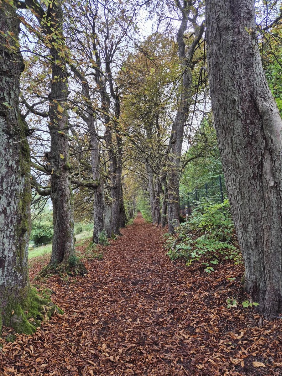 1990Maycon's tweet photo. Eine beliebte Allee - zum Schützenfest, im Herbst und kurz vor Weihnachten 🍁🍂🥰
Wir sind ebenfalls große Fans der Kastanienallee🧡

#Herbst #kastanien #allee #wanderlust #wandern #waldliebe #toptrailsofgermany #Märchenspur #rothaargebirge https://t.co/XFTKpp0EmT