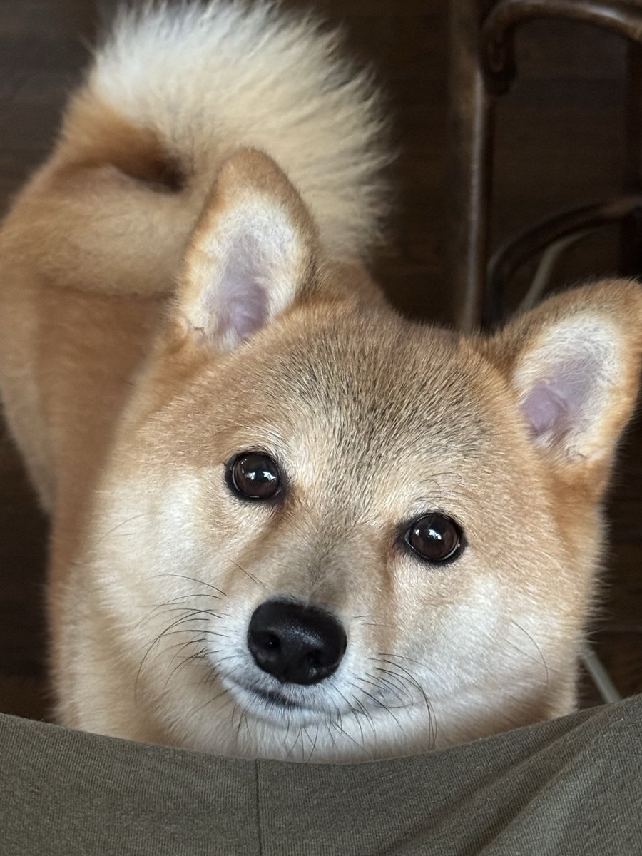 dragonfly_0628's tweet photo. ピュア成分多め☺️ https://t.co/XHVHxclprn