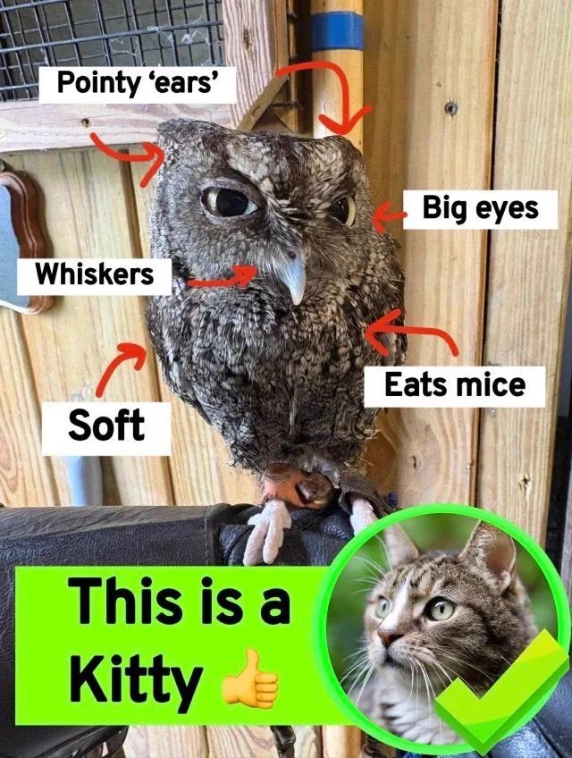 TweetsOfCats's tweet photo. https://t.co/rqFDqBZ08F