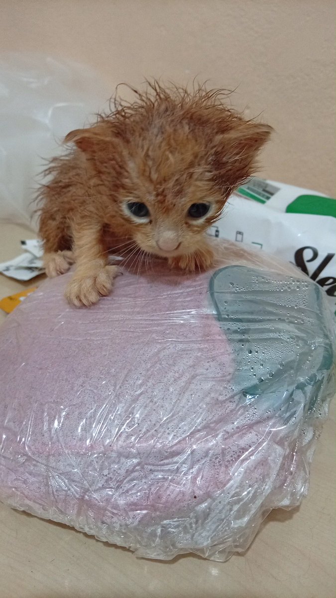 womanchildanima's tweet photo. ACİL / SÜT ANNE YA DA GEÇİCİ YUVA ARANIYOR! 🐾🚨

Çocukların elinden kurtarılan, yağmur altında kalmış 5 minik kardeş için çok acil desteğe ihtiyacımız var!

İletişim 0531 611 82 19

📍 Konum: Fatih / İstanbul
5 kardeş, hepsi aynı renk, çok sağlıklı ve biberon emmeyi biliyorlar. https://t.co/MLrRK84kX3