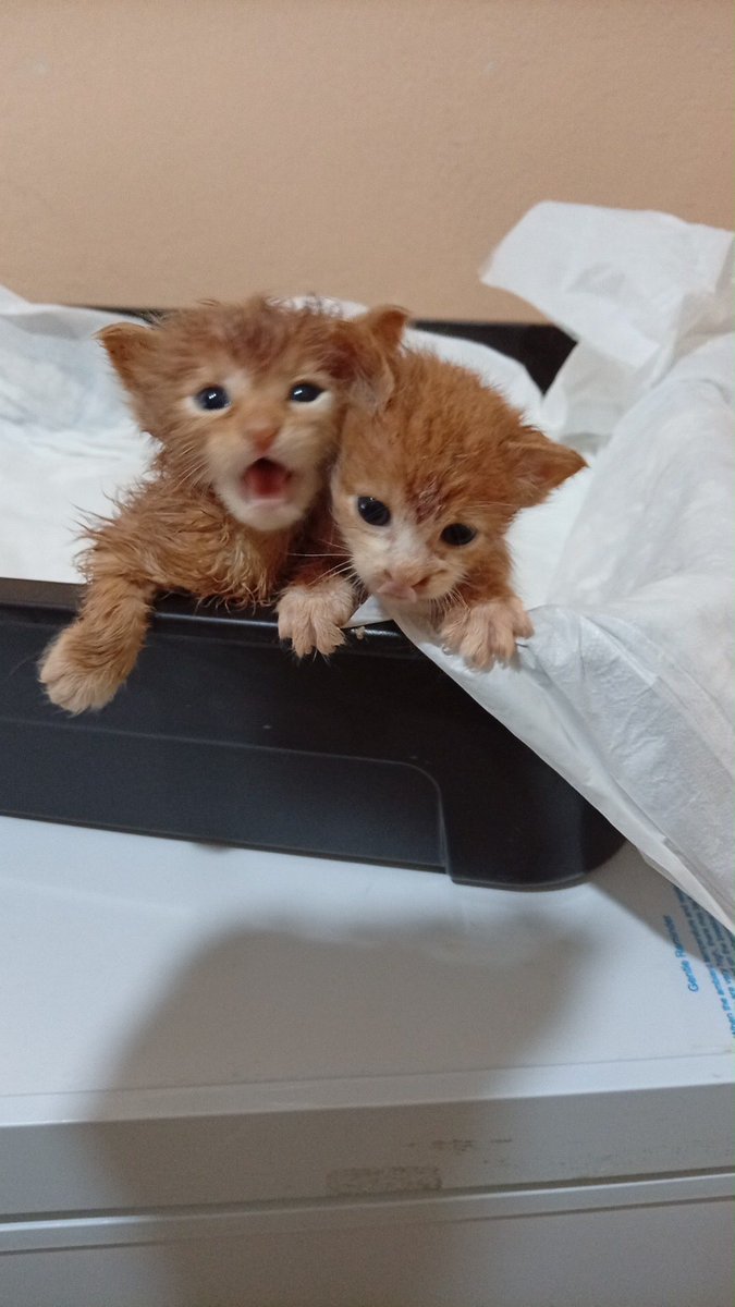 womanchildanima's tweet photo. ACİL / SÜT ANNE YA DA GEÇİCİ YUVA ARANIYOR! 🐾🚨

Çocukların elinden kurtarılan, yağmur altında kalmış 5 minik kardeş için çok acil desteğe ihtiyacımız var!

İletişim 0531 611 82 19

📍 Konum: Fatih / İstanbul
5 kardeş, hepsi aynı renk, çok sağlıklı ve biberon emmeyi biliyorlar. https://t.co/MLrRK84kX3