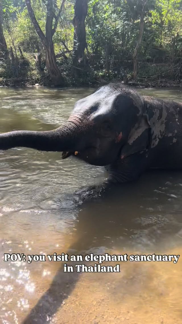jackysv's tweet photo. POV: you visit an elephant sanctuary in Chiang Mai, Thailand. This is definitely a place you should visit during your time in Chiang Mai. The tour lasted all day and we got to walk around the entire sanctuary and make food for the elephants to eat https://t.co/KOGL3tTTMy