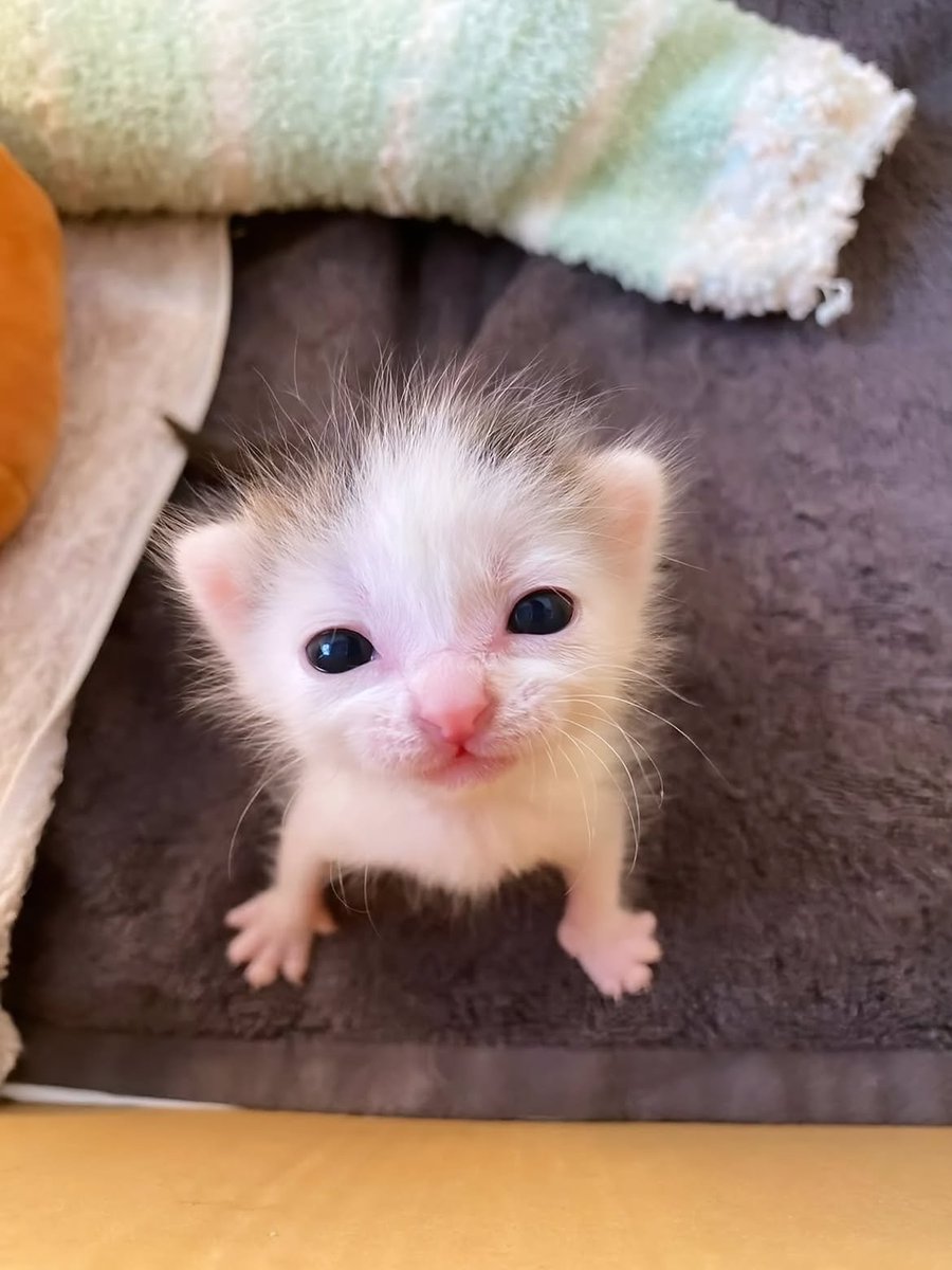 CatMeowkingdom's tweet photo. https://t.co/dir927J6jq