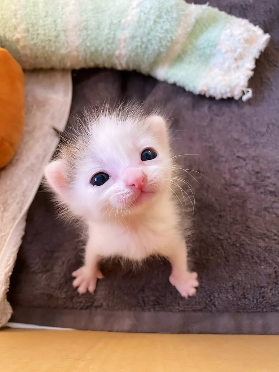 CatMeowkingdom's tweet photo. https://t.co/dir927J6jq