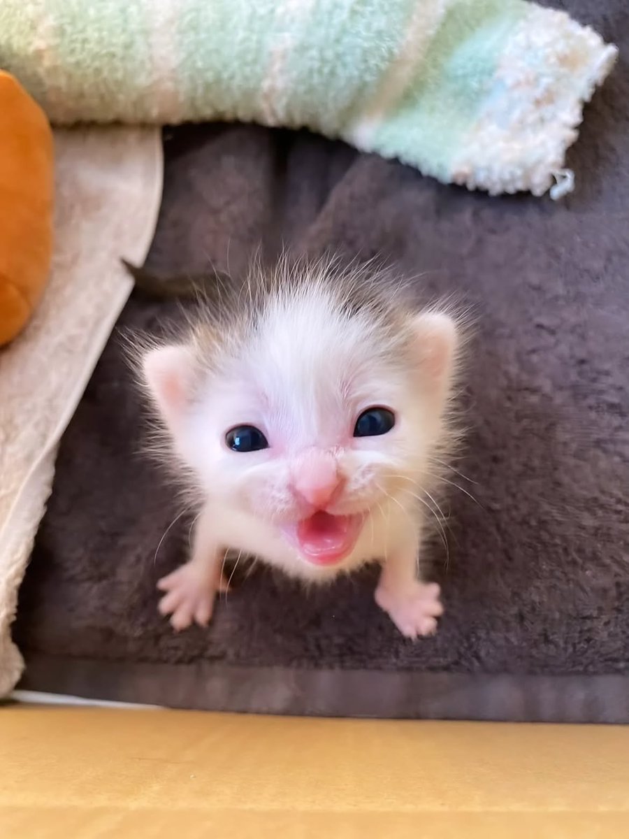 CatMeowkingdom's tweet photo. https://t.co/dir927J6jq