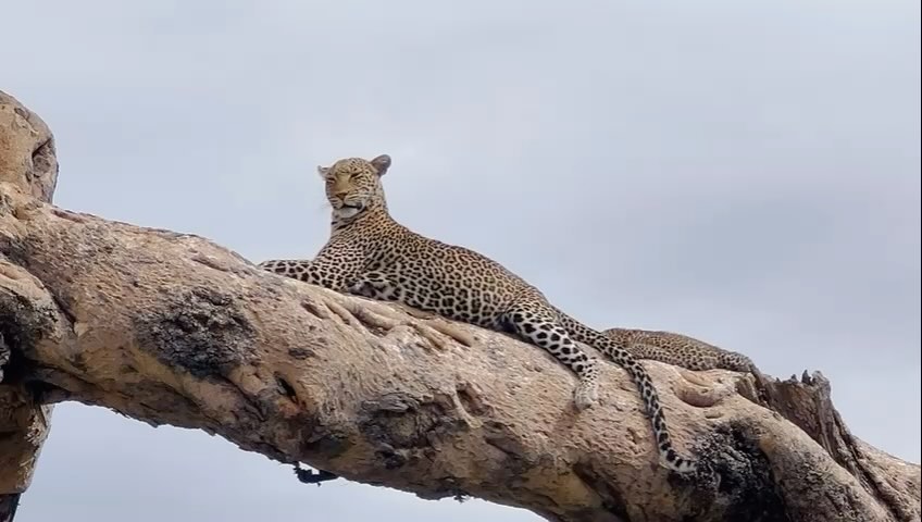 yanfiu's tweet photo. Un momento magico: un leopardo con il suo cucciolo avvistato nel Serengeti dalla nostra guida! 🐆❤️ Un'esperienza indimenticabile nella natura selvaggia

#safari#magilanisafaris#tanzania#viaggi#travel#africa https://t.co/GGDSdjbQwH