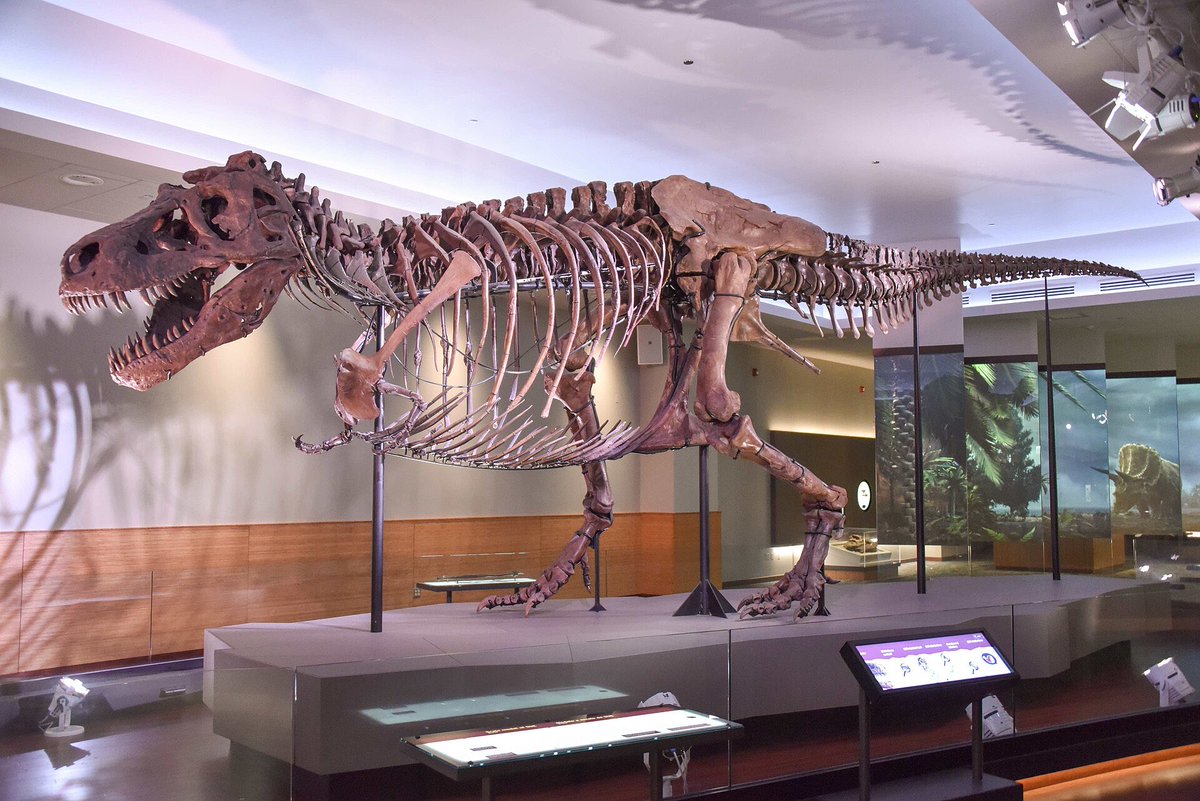 SParchewski's tweet photo. Everybody…meet Sue. 

Sue is a Tyrannosaurus Rex. 🦖 

Sue has been dead for 67 million years. 

☹️

Not only were archaeologists able to locate Sue’s body, they were able to find 90% of her bones…67 million years after she died. 

Happy Truth and Reconciliation Day!