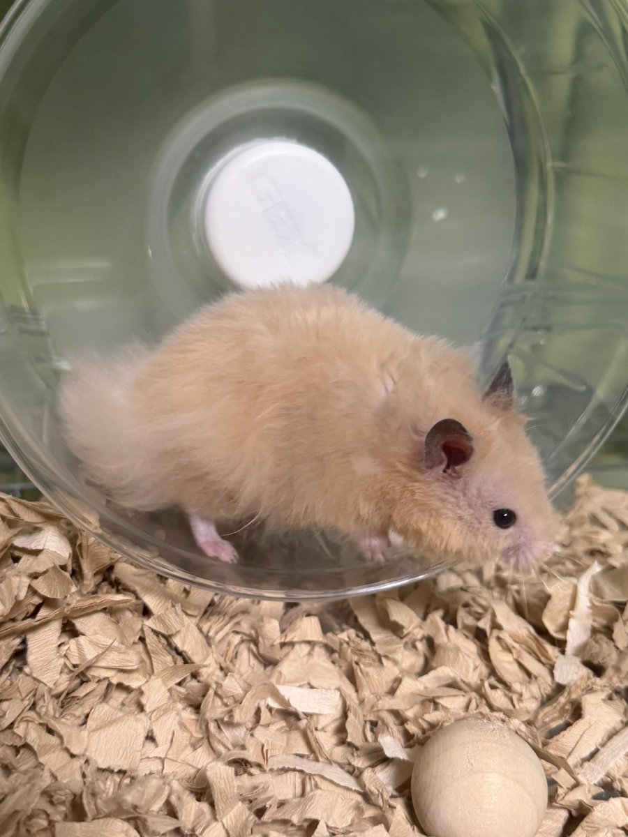 akebonooooooooo's tweet photo. 毛がぱやぱやしちょる🐹長毛可愛いねぇ！

#キンクマハムスター　#ハムスター　#ハムスター好きと繋がりたい　#フォロー大歓迎 https://t.co/qTPk8WiMEY