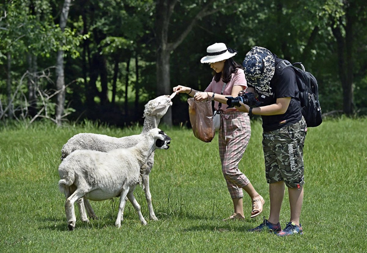 rosa_jel553_260's tweet photo. Just tried a new sheep herding practice with Mí at the meadow today—super fun! https://t.co/XUeSHzBWtJ