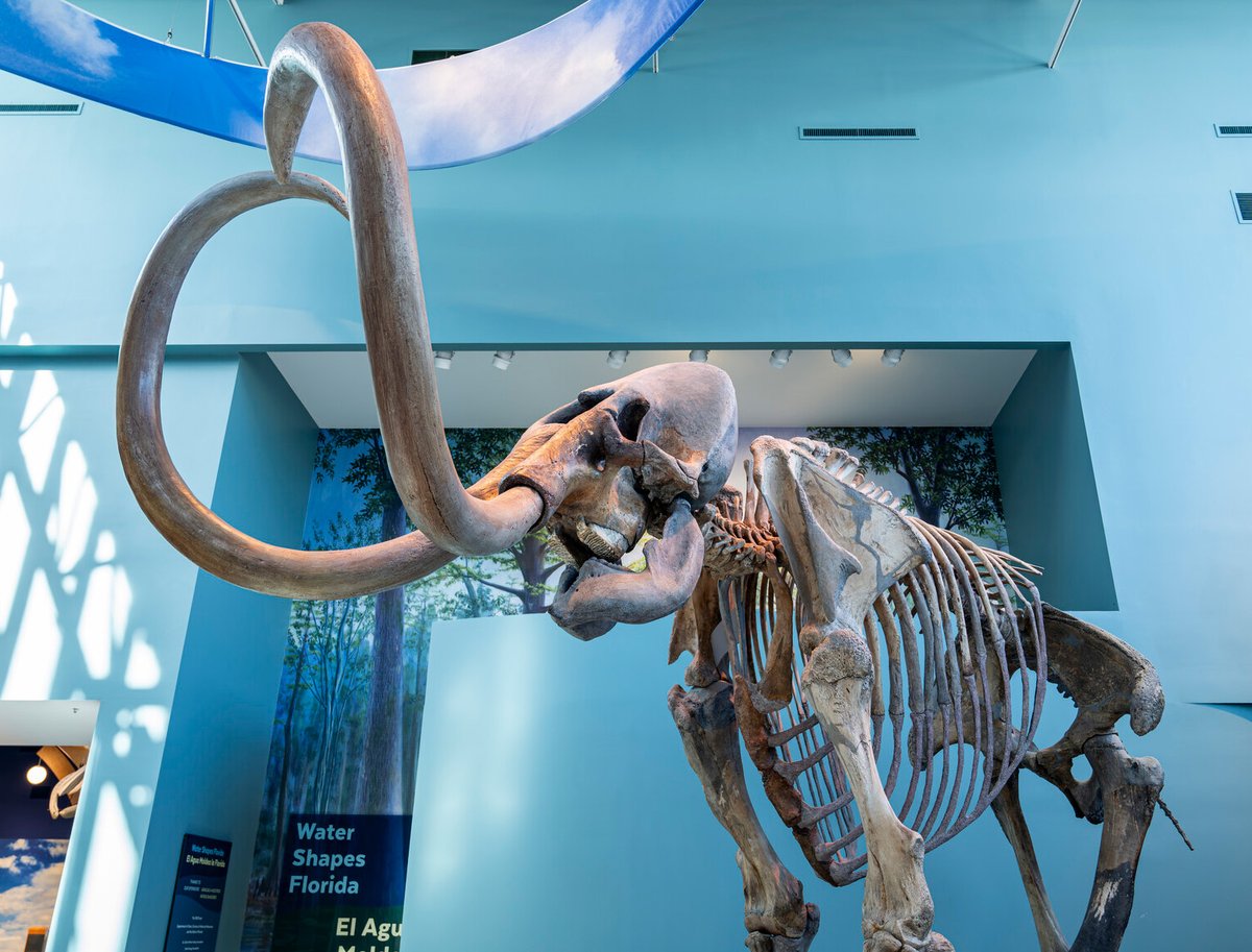 FloridaMuseum's tweet photo. 📢 The news: Nov. 23, 2026

Our reopening date has been confirmed! 🎉 We are so happy to welcome everyone back to our exhibits building just in time for the holidays.

Much more news to come as we wrap up construction and prepare to reopen our doors. 📢 https://t.co/xHV2e3TshE https://t.co/GcRobWC2jk