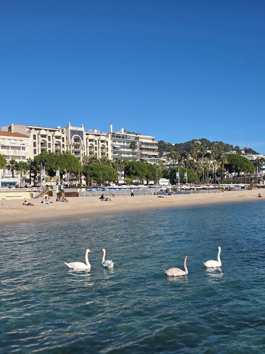 gucros's tweet photo. Cannes m'a reçu comme ça 🦢✨
Des moments simples, des endroits incroyables

#CannesFrance #CoteDAzur #FrenchRivieraLife #SwansOfInstagram #BeachVibes #TravelAesthetic #EuropeTravel #NatureAndTravel #SeaLifeMoments #TravelInspiration https://t.co/XIFMX1DCDC