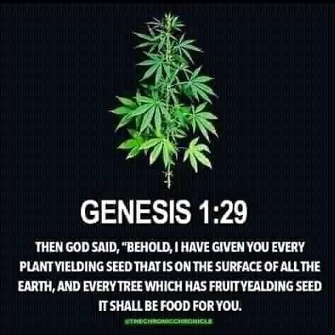 zzaltalkyuza's tweet photo. @medicalgrower42 https://t.co/8TRemp7dd4