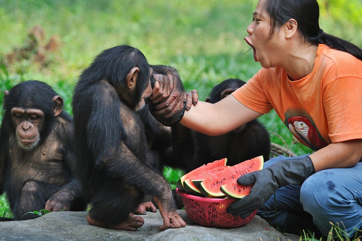 just_allion_55c's tweet photo. This morning I had fun playing a game, and the text mentioned aunt, orangutan, cutting, tent and wild, which made me think of a funny story about nature! https://t.co/f0RX0LuXC5