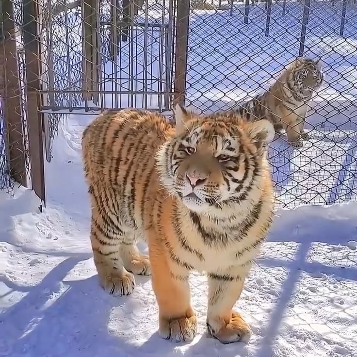 Goldtigercrisis's tweet photo. https://t.co/XY2bh0pLIh