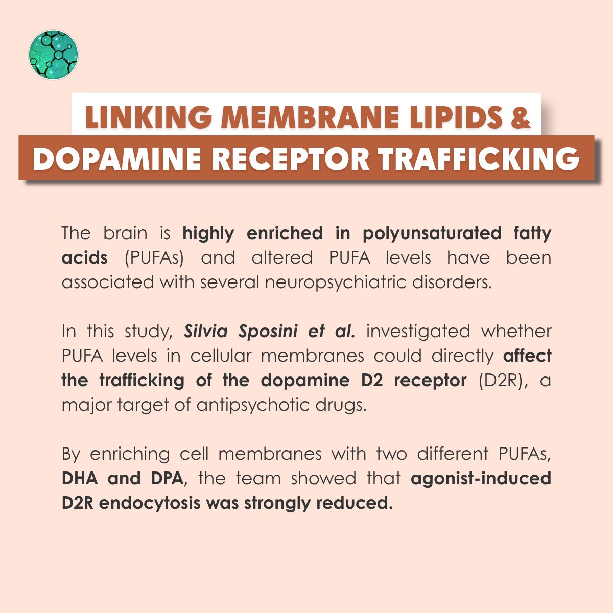 Fr_BioImaging's tweet photo. [PUBLI] How do membrane polyunsaturated fatty acids impact dopamine receptor trafficking?🧠

Researchers from the IINS investigated the role of PUFAs, present in brain cell membranes, in the trafficking of the dopamine D2 receptor.

Read our article👉 https://t.co/Db5Maw4DVu https://t.co/FylWaAX2ZQ