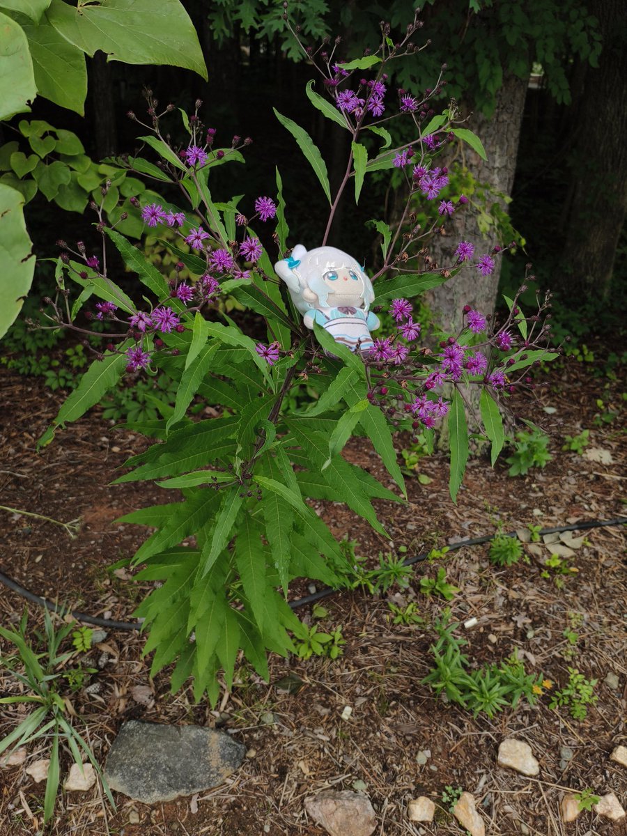 Cobatts's tweet photo. GOOD MORNING MINTO!!

going through my gallery and finding some minkis that I took during my break from gumos. here's a tall ironweed plant. must be so strong to lift that fatass #MintoGo https://t.co/rsGPZKTK8j