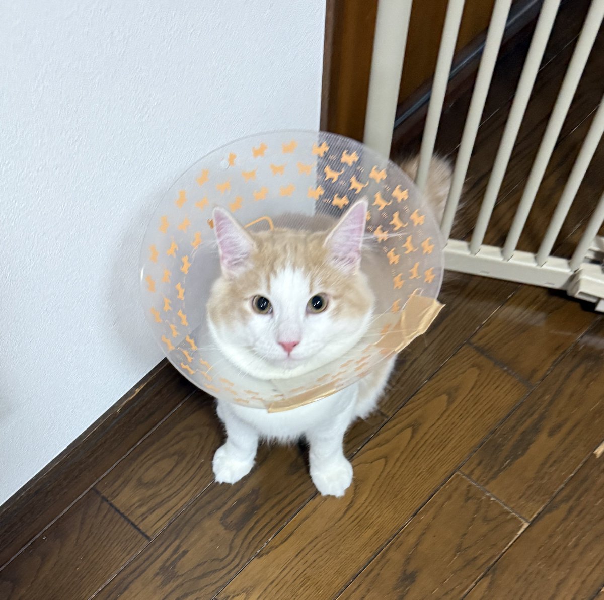 1_sol_luna's tweet photo. 【 #ノルウェージャンの男の子 】
本日、去勢手術をして来ました
(去勢は飼い主のエゴかとは思いますが、ペットの病気リスクを減らすメリットもあり)

これまで首輪は着けてないので、エリザベスカラーをめっちゃ嫌がってる

いつも夜はゲージ内に入ってもらってますが、今日は出して一緒に寝ます https://t.co/GGYWDl62Jl