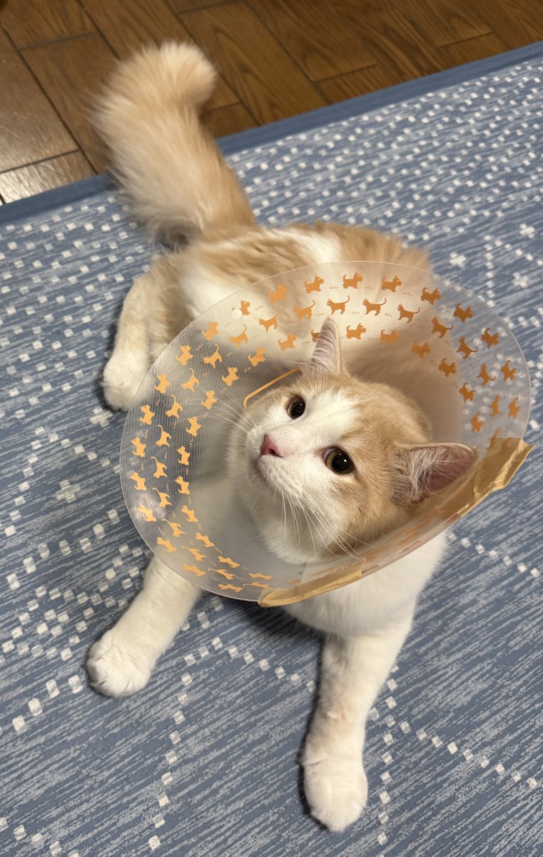 1_sol_luna's tweet photo. 【 #ノルウェージャンの男の子 】
本日、去勢手術をして来ました
(去勢は飼い主のエゴかとは思いますが、ペットの病気リスクを減らすメリットもあり)

これまで首輪は着けてないので、エリザベスカラーをめっちゃ嫌がってる

いつも夜はゲージ内に入ってもらってますが、今日は出して一緒に寝ます https://t.co/GGYWDl62Jl