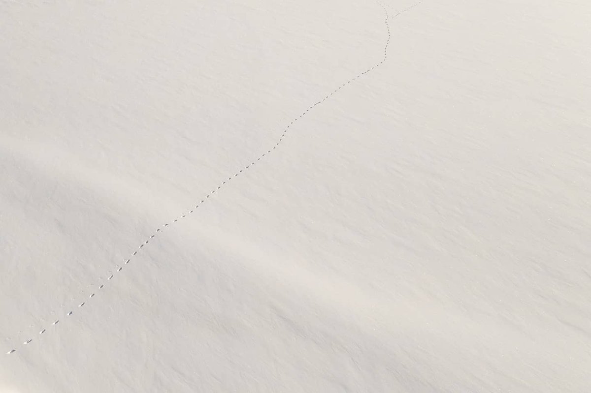 AndreMainardes's tweet photo. Maloja, Switzerland....... #tr1p0t #nikon #instatravel #travel #discoverearth #wekeepmoments #fantasticearth #wanderlust #beautifulearth #adventure #traveling #landscape #summer #holidays #explore #switzerland #engadin #maloja #snow #mountains https://t.co/aPVrgJqIUO