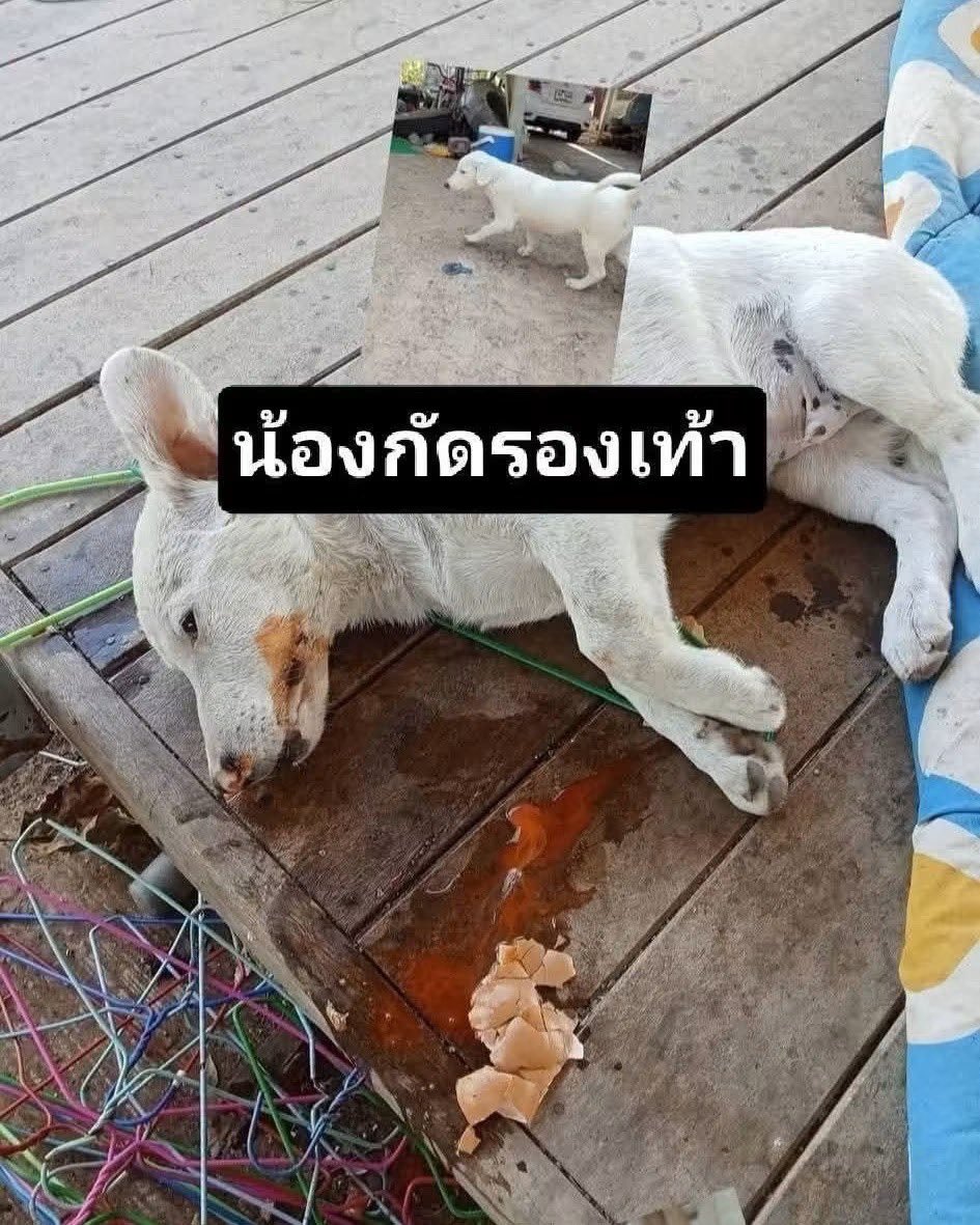 malimalineee's tweet photo. #หมาน้อยไปกัดรองเท้า เจ้าของรองเท้าเลยให้ยาเบื่อ มีคนมาเจอช่วยไม่ทันจากไปแล้ว
#ชีวิต1ชีวิต กับ รองเท้า1คู่
ขอให้ไปสู่สุคตินะหนู https://t.co/sXM5rDpbgV