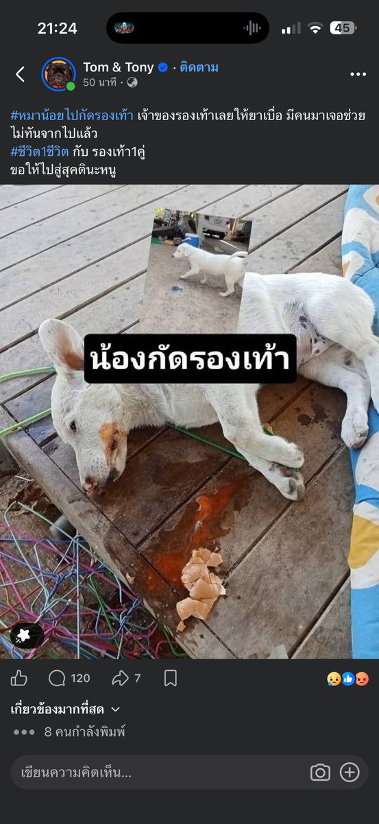 malimalineee's tweet photo. #หมาน้อยไปกัดรองเท้า เจ้าของรองเท้าเลยให้ยาเบื่อ มีคนมาเจอช่วยไม่ทันจากไปแล้ว
#ชีวิต1ชีวิต กับ รองเท้า1คู่
ขอให้ไปสู่สุคตินะหนู https://t.co/sXM5rDpbgV