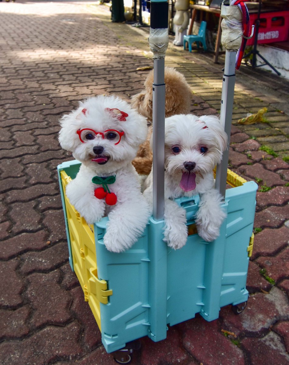 RodAlm313's tweet photo. A trolley full of cuties ❤️ #HongKong #TravelPhotography #Travel......... #Travelgram #Photography #DiscoverHongKong #TravelHongKong #InstaHongKong #DiscoverHK #TravelHK #BeautifulDestinations #TravelPics #WorldTravelPics #AroundtheWorld https://t.co/dJliQo4EWD