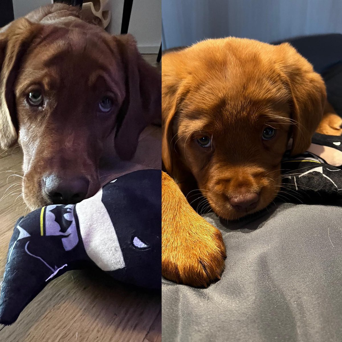 Jhowcol's tweet photo. Unser kleiner, schon so groß 🐕🙈 https://t.co/hLTRDZMXbL
