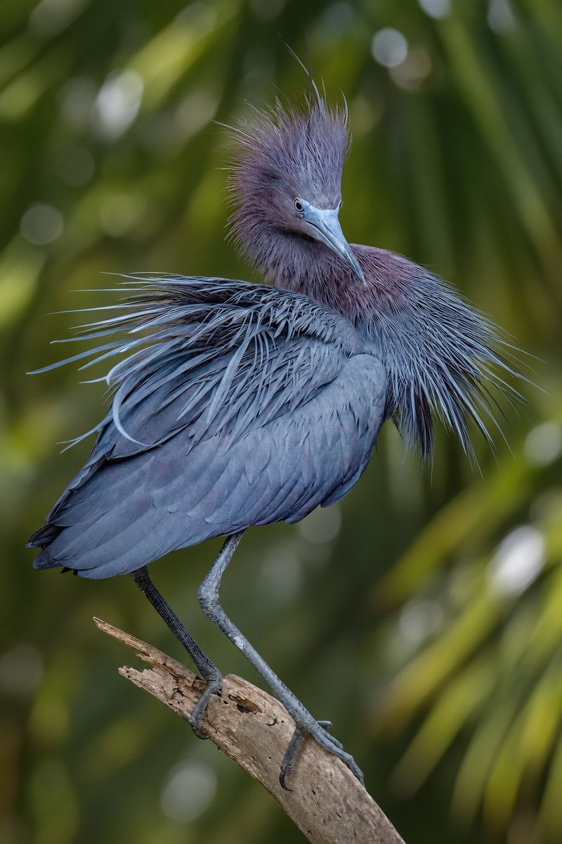 birdcrazed6's tweet photo. Confidence is not shouting that you are enough …
it’s standing quietly in your own truth,
knowing you never needed permission to become who you are!

#TwitterNatureCommunity #BirdsOfTwitter https://t.co/7NLpjurzn5