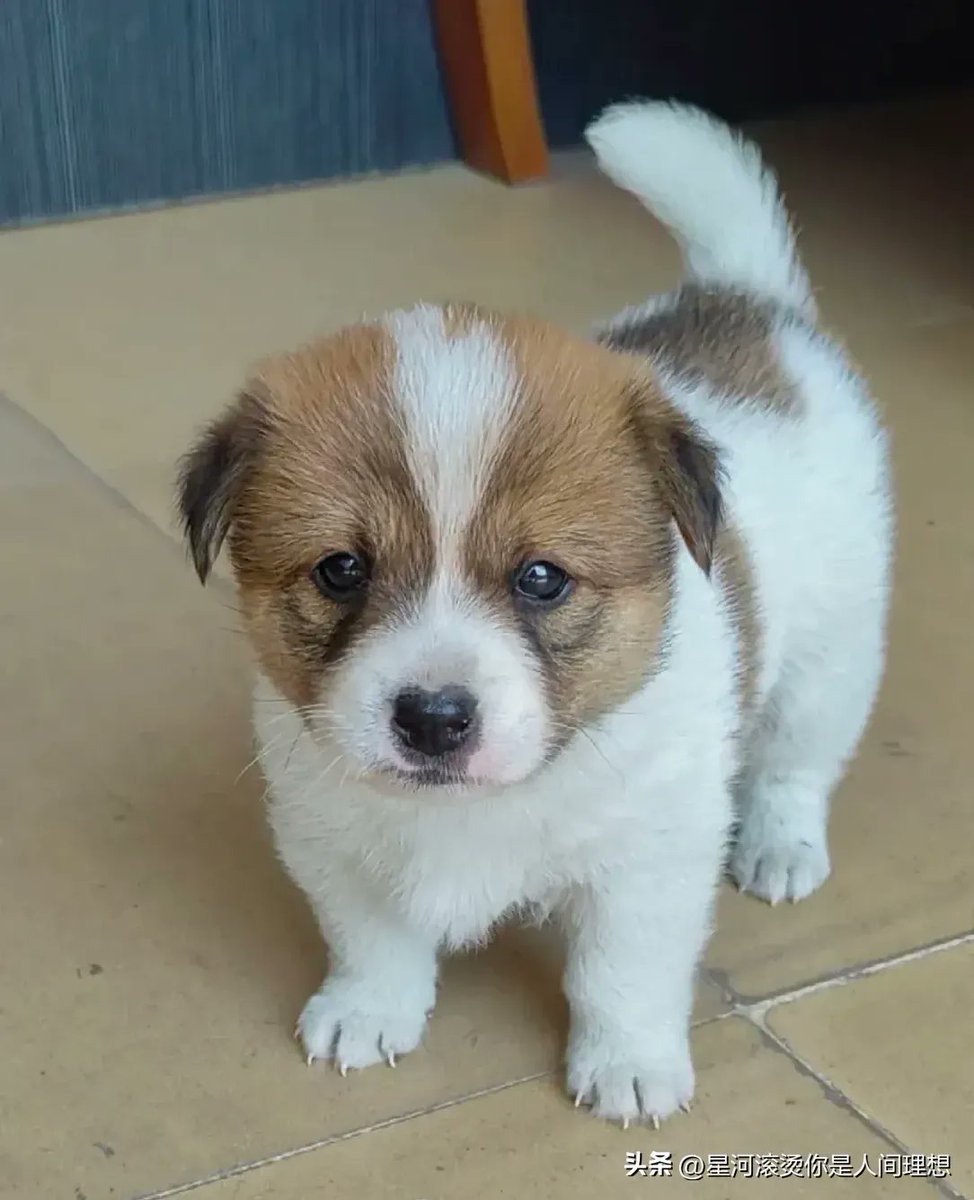 Hawesnuee's tweet photo. Mi pequeo perro Luna ya creció tanto! De un cachorrito tembloroso a mi compaero inseparable en 1 ao ， https://t.co/xqBYMaSPB7