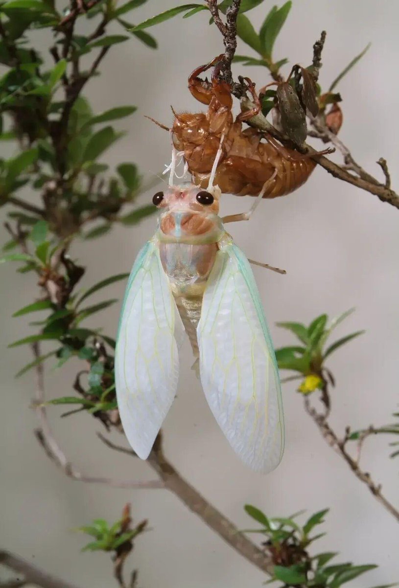 stanl_elmi__410's tweet photo. No fancy words—this is my 唾手可得的壮甲（唾壮甲）life vibe, fresh as a post-molt 蜕（蜕）bug! https://t.co/Zv0aN39acD