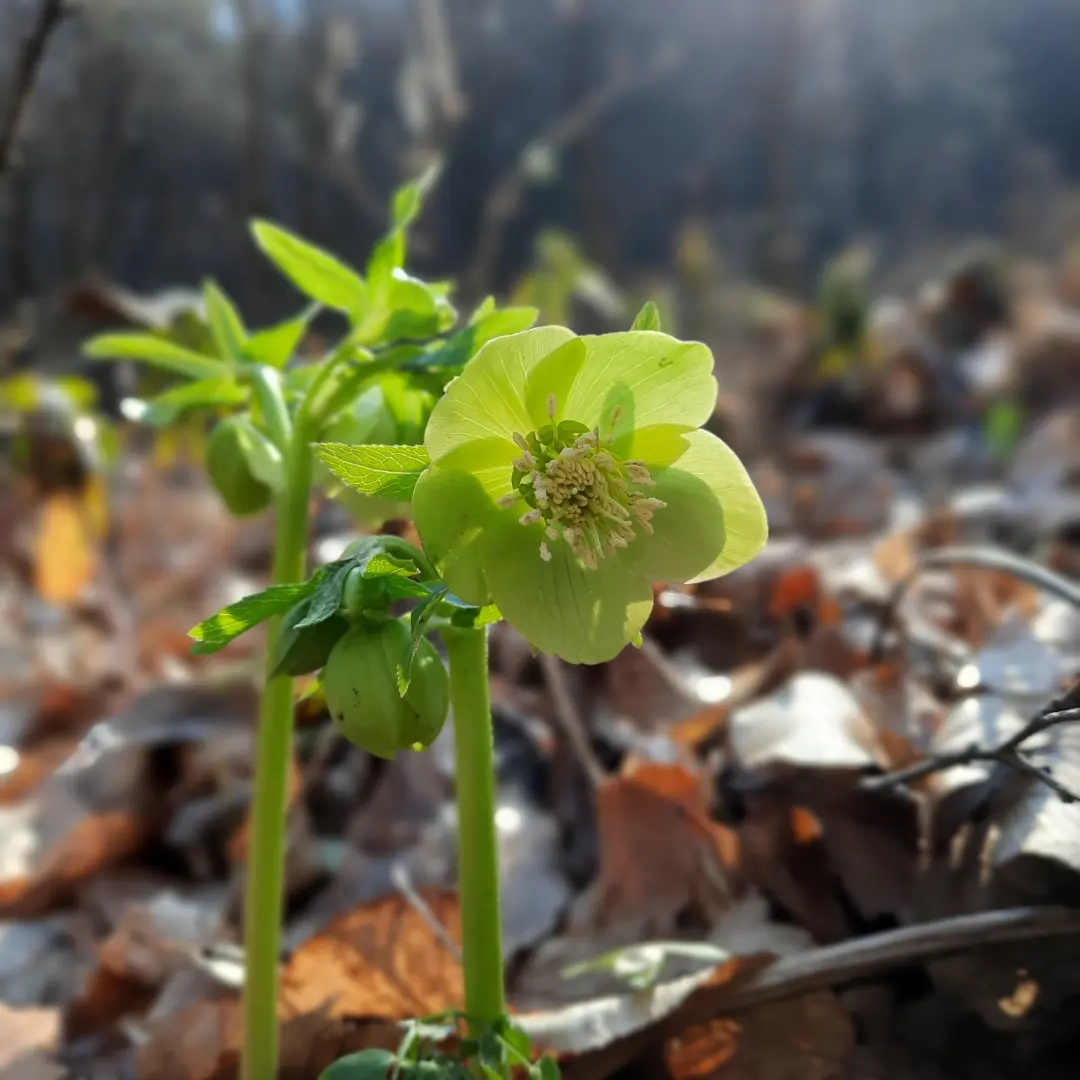 zez_silva's tweet photo. Januári HUNYORgás (helleborus odorus) a Mecsekben. #helleborusodorus #helleborus #illatoshunyor #hunyor #óbánya #baranya #hungary #pflanzen #blumen #wildflowers #wald #wandern #növény #virág #vadvirág #boglárkavirágúak #hunyorgás https://t.co/BFn36JwWWY