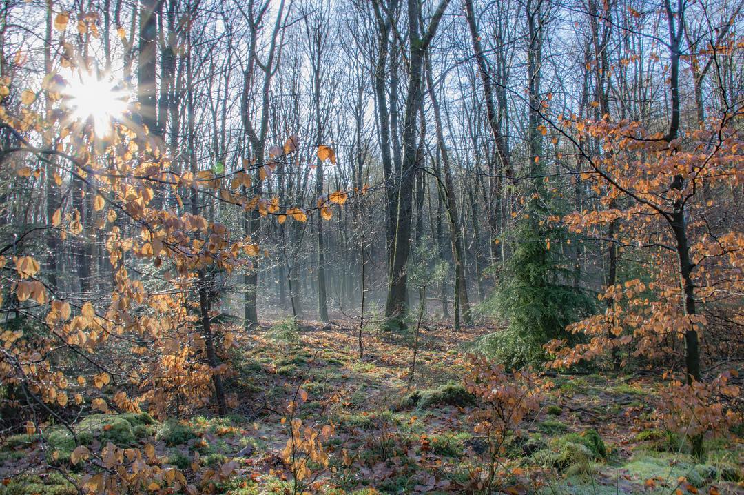 agnesdayra1's tweet photo. #bos #wald #forest #speulderbos #natuur #natur #nature #naturelovers #natuurfotografie #naturfotografie #naturephotography #zon #sonne #sun #wanderlust #zoomnl #hobbymatigbezigzijn #canon760d https://t.co/SLW9Gm8I7L