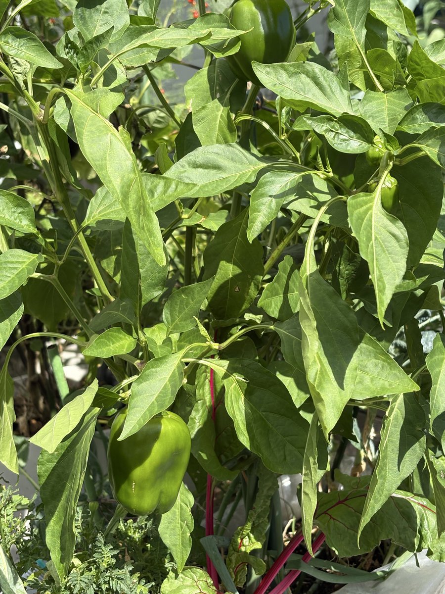 MaquihaM's tweet photo. container garden💗

Unexpectedly, on the morning when I witnessed the spawning of the white butterfly, there were bees, mantises, and spiders in our kitchen garden, so it looks good at first glance, but I don't think it's safe.
September 30, 2026 🦋🥬
#kitchengarden
#家庭菜園 https://t.co/PPNTzOqi8j