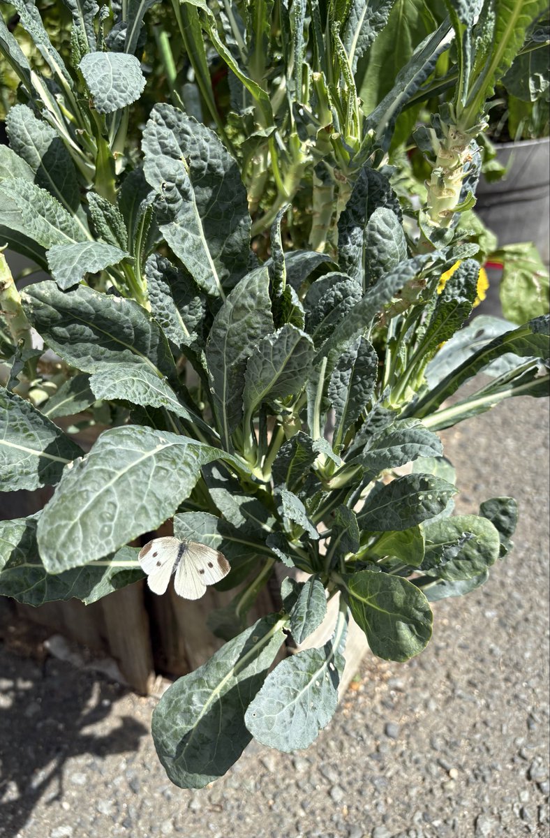 MaquihaM's tweet photo. container garden💗

Unexpectedly, on the morning when I witnessed the spawning of the white butterfly, there were bees, mantises, and spiders in our kitchen garden, so it looks good at first glance, but I don't think it's safe.
September 30, 2026 🦋🥬
#kitchengarden
#家庭菜園 https://t.co/PPNTzOqi8j