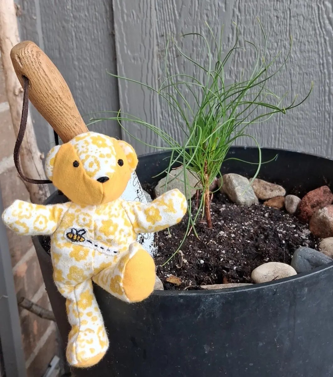 karlacdcarente's tweet photo. I helped plant a tree today, and pray that it lives to over over 100yrs old! It will live in containers until it is big enough to plant in the ground! @smokeybear would be so proud! #bombusbear #itwasallyellow #plantatree #pocketbear #madewithlove https://t.co/lKIfGh878n