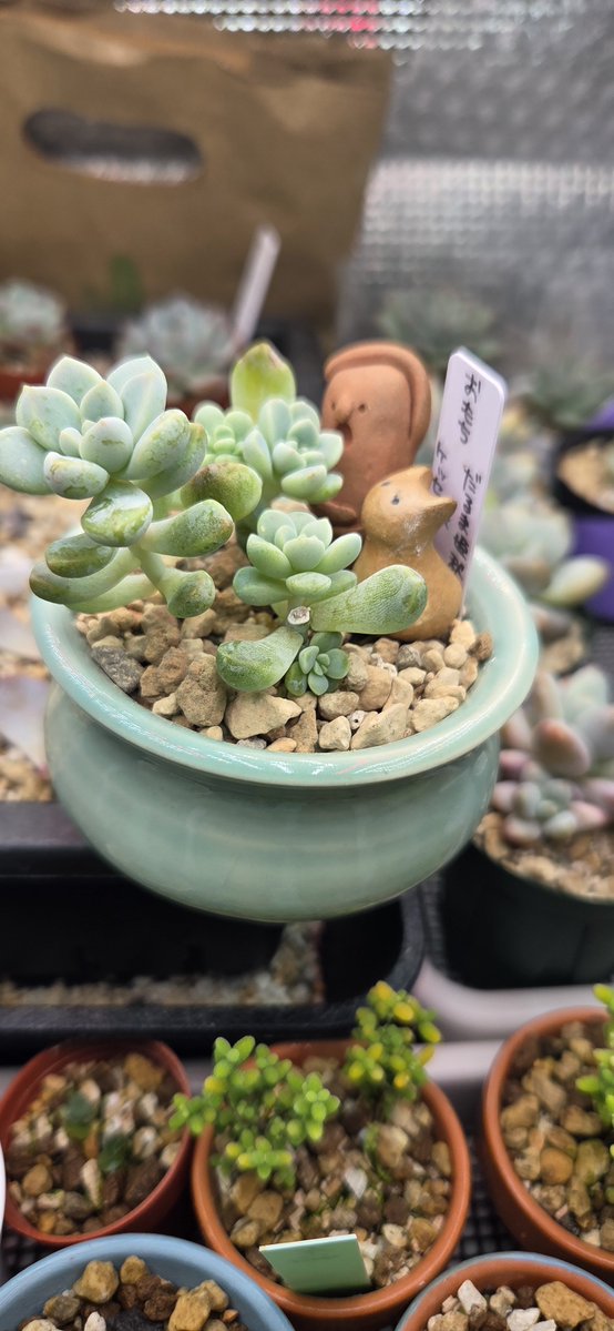 _4RuFa_'s tweet photo. 第1回の函館多肉マルシェでゲットしたおもちﾁｬﾝ
我が家に来て植え替えたあと水やり頻度高かったせいで徒長してしまったのでチョンパした

そうしたらこれよ!子株たくさん!!!!!素晴らしい https://t.co/KPpQMKmWfj