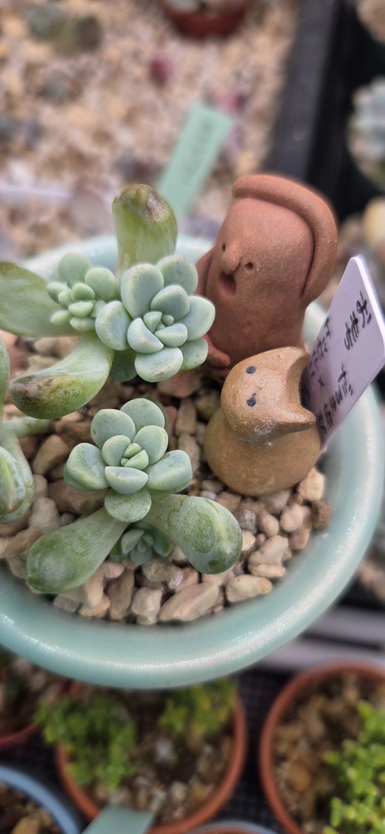 _4RuFa_'s tweet photo. 第1回の函館多肉マルシェでゲットしたおもちﾁｬﾝ
我が家に来て植え替えたあと水やり頻度高かったせいで徒長してしまったのでチョンパした

そうしたらこれよ!子株たくさん!!!!!素晴らしい https://t.co/KPpQMKmWfj
