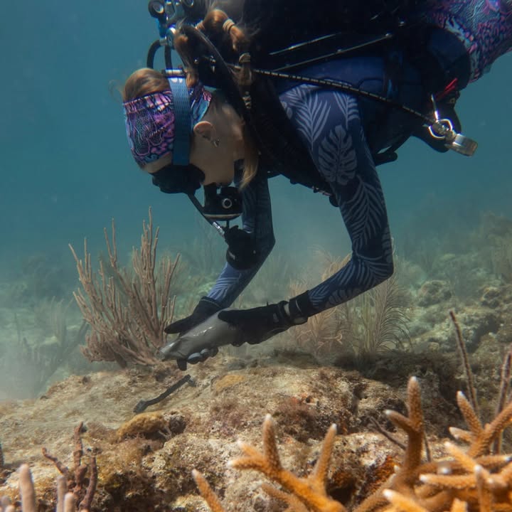 NewsfromRCgroup's tweet photo. Through SEA the Future, we're proud to celebrate 25 years of partnership with the University of Miami Rosenstiel School. Together, we've supported critical ocean research and more than 3,050 coral outplants across South Florida.

Read more: https://t.co/Nr23276zQE https://t.co/dw0d91gPIs