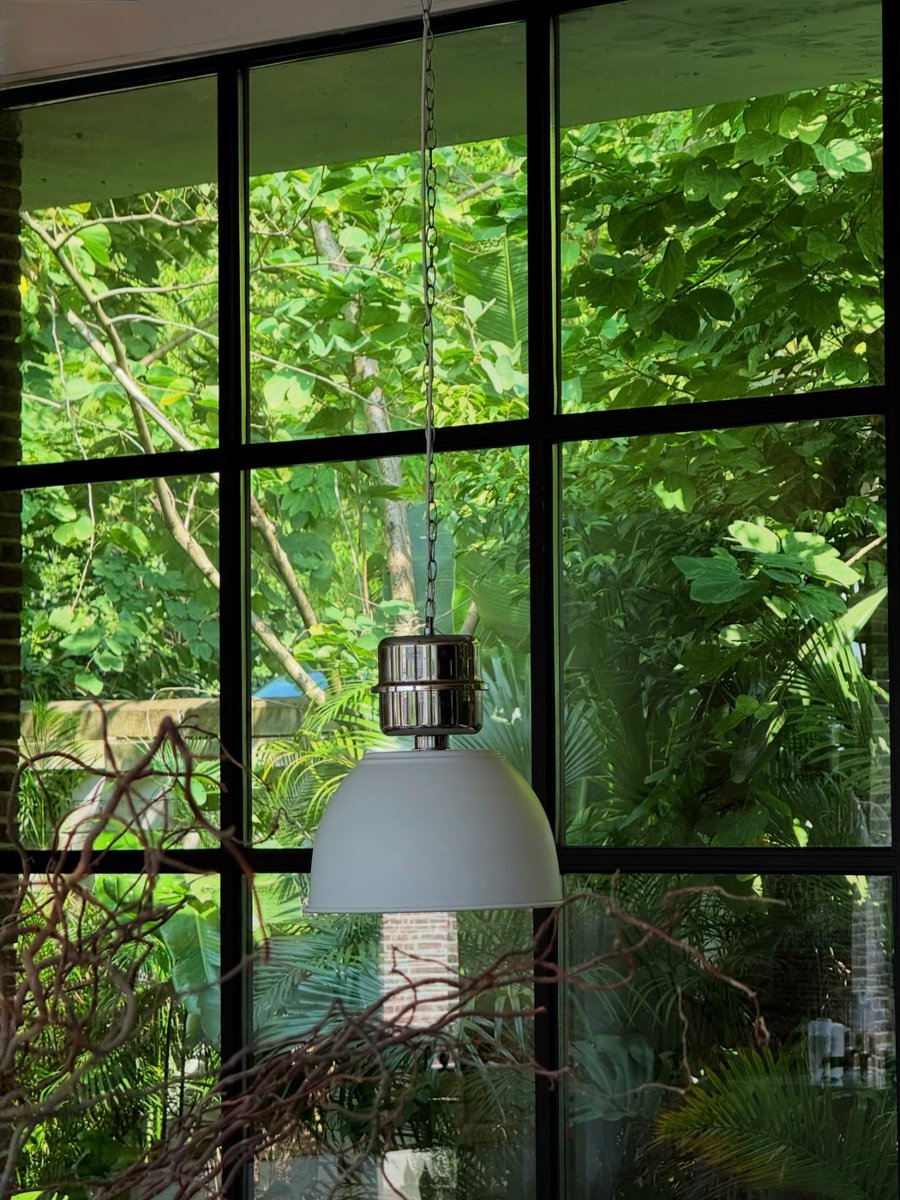 noorielova's tweet photo. Solving the "grey and dull" plant photo problem on iPhone. https://t.co/tBXwZItSHJ