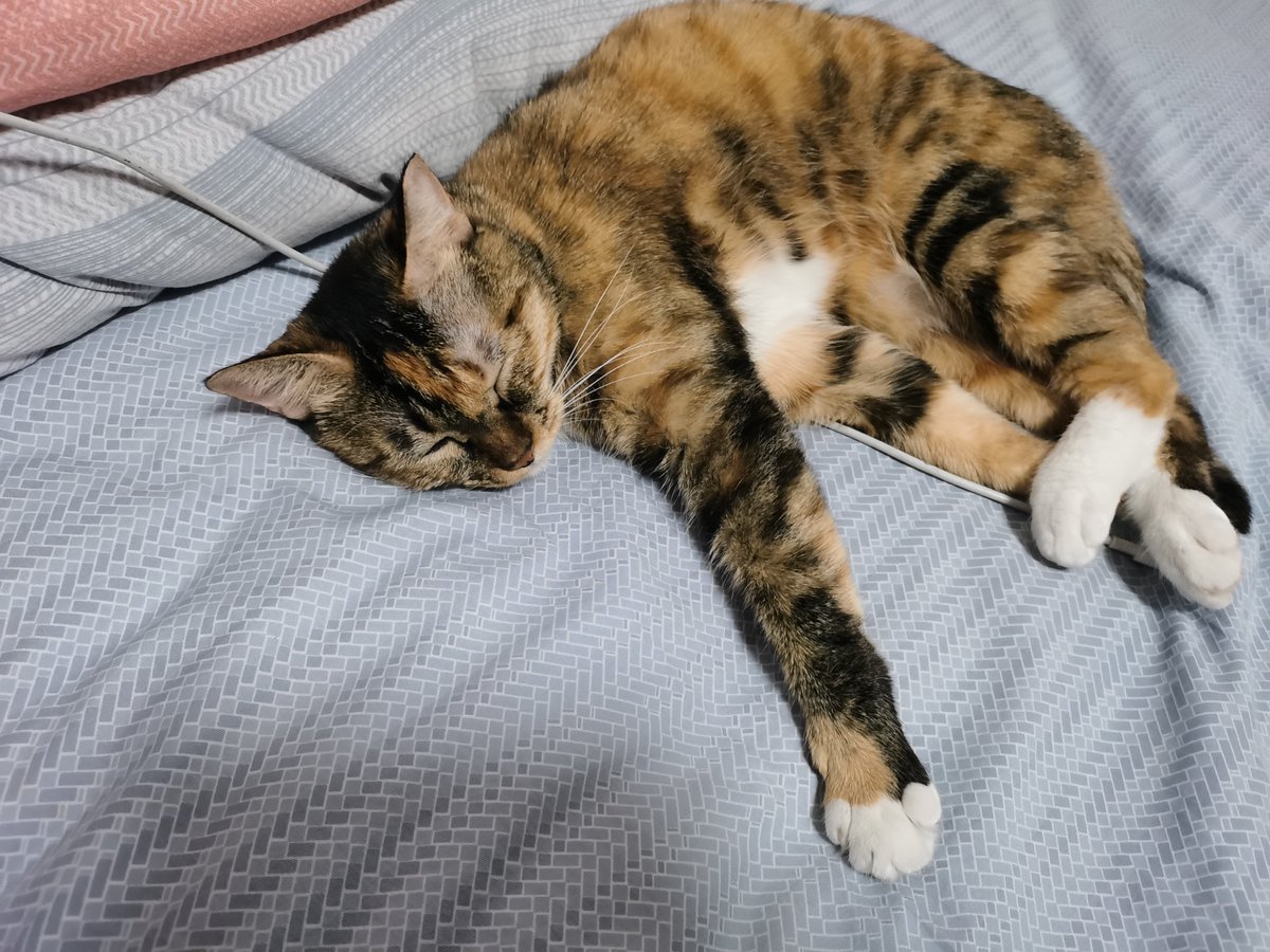 BorisSerrawej's tweet photo. Just finished folding the laundry while my cat curled up on the clean bed—perfect small Sunday win. https://t.co/jBbhbP6WZ8