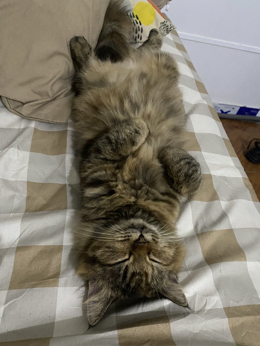 Cococaxe's tweet photo. Time to sleep friends https://t.co/4PF9GvNE8h