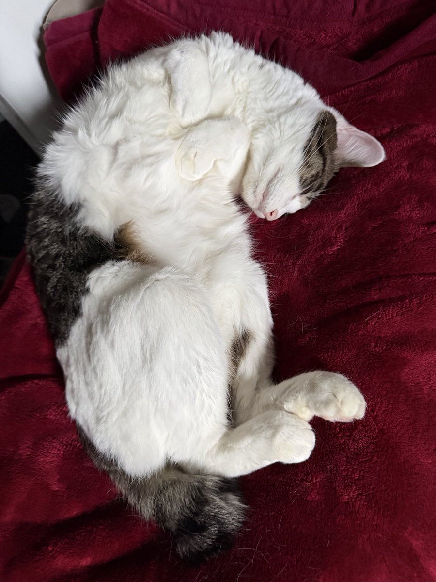 nl1128Buu's tweet photo. 今日の猫🐈 https://t.co/b8X9DFKliv