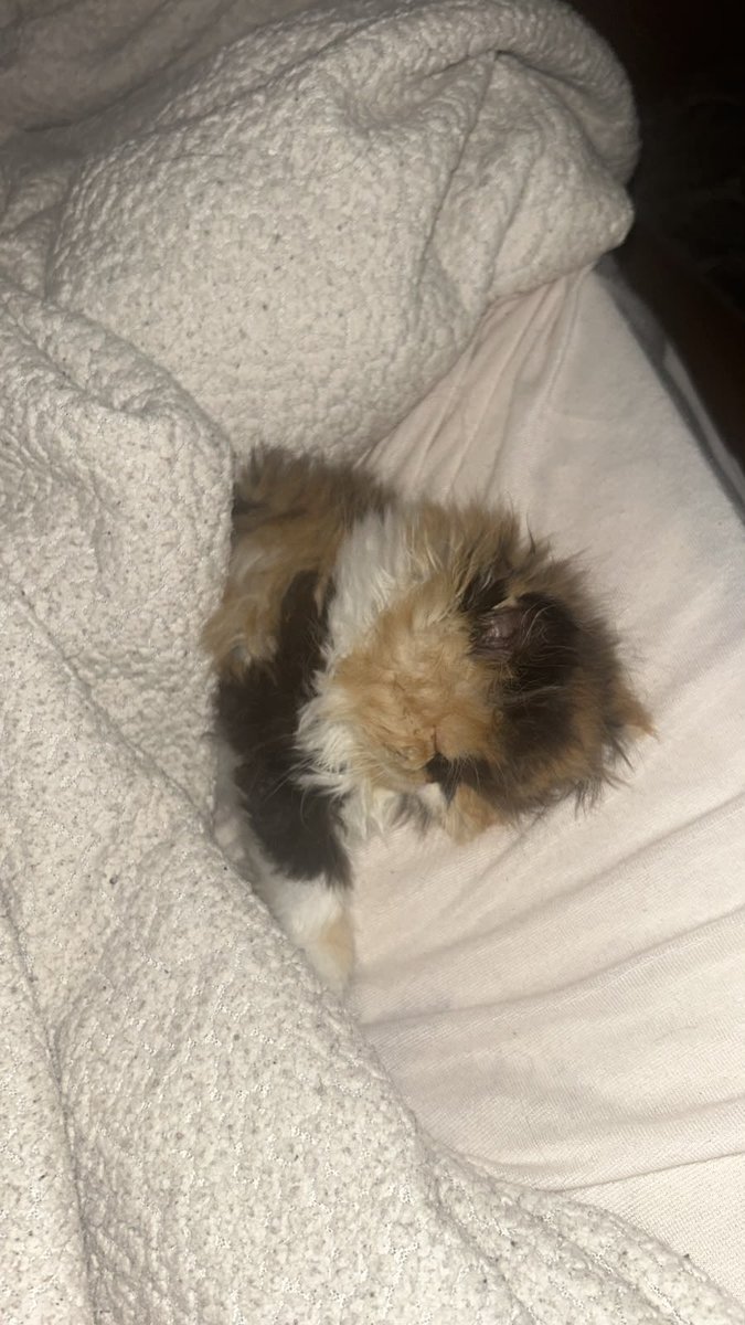 katarinaazull's tweet photo. ela é nenem e tem frio gente https://t.co/TkcSPTy6ML