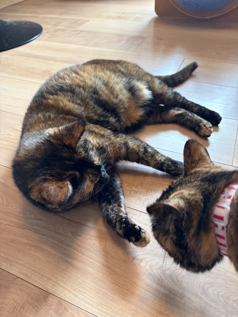 pyonpyon14142's tweet photo. おねこたま
#さび猫 https://t.co/EM1el1gFXj