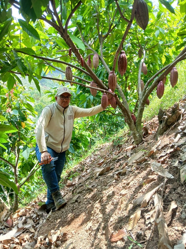fedecacao's tweet photo. #DiarioDeUnExtensionista Marlon David Palomino Estrada lleva el campo en la sangre. 👨‍🌾 Desde la Oficina Regional Valledupar, atiende La Jagua de Ibirico, Chiriguaná, Curumaní y Pailitas con asistencia técnica y formación, honrando sus raíces campesinas. 🏛️🇨🇴 #Fedecacao https://t.co/lqQysW4efe