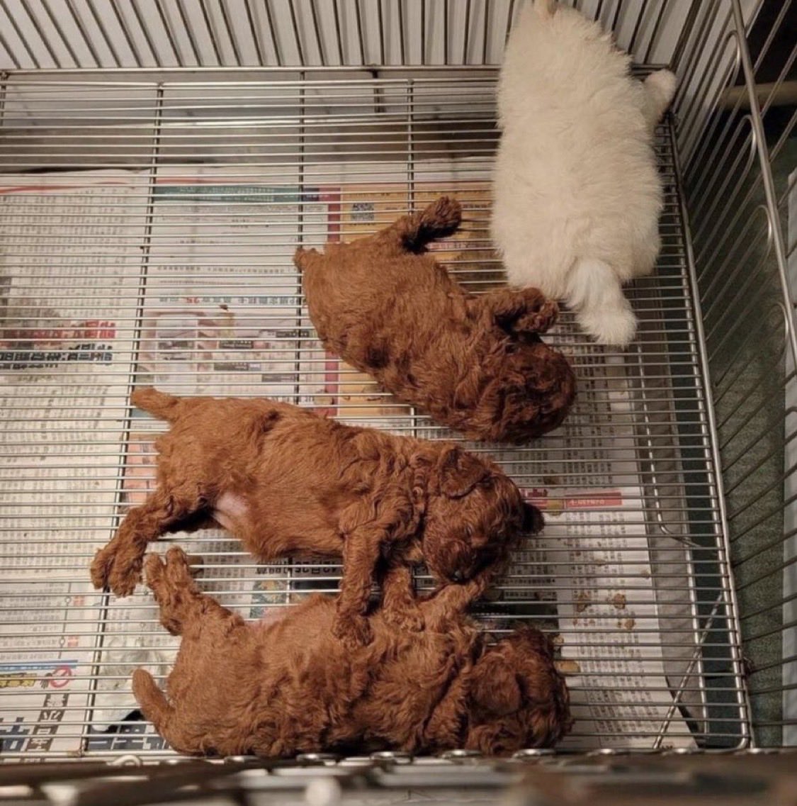 biyoudemo's tweet photo. どう見ても揚げたてな子犬たち https://t.co/obLEsSOufI