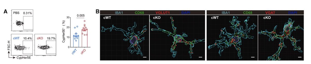 LukensJohnR's tweet photo. A TMEM119-tankyrase axis restrains microglial phagocytosis to maintain memory and enables pharmacological forgetting. @NeuroCellPress  https://t.co/jv2e4tefcM https://t.co/OFxfTp66AE
